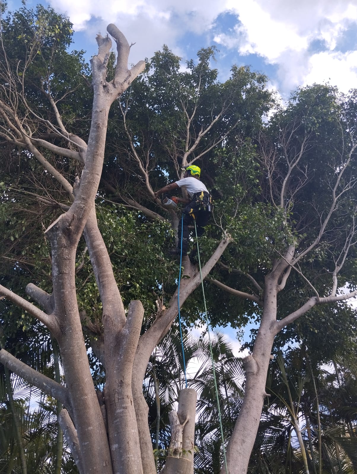 Démontage d'un ficus